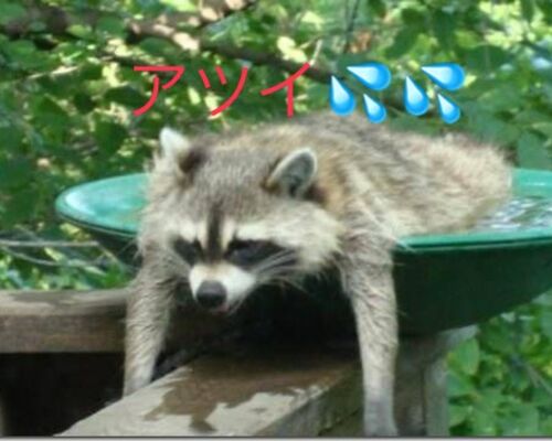 1627091716371