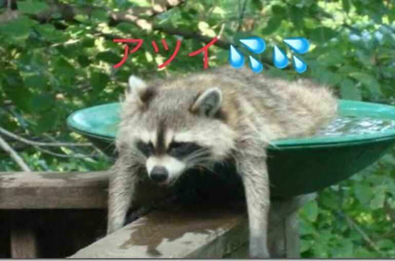 1627091716371