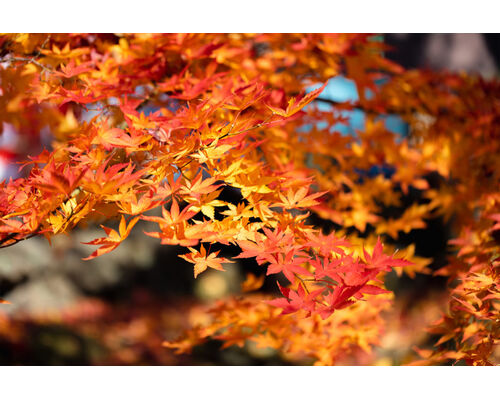2181_momiji_kouyou_7582-1024x683
