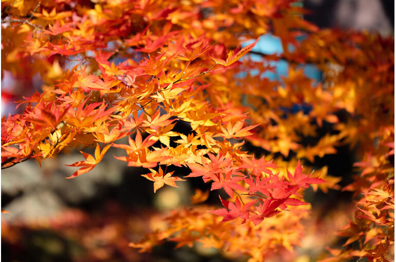 2181_momiji_kouyou_7582-1024x683