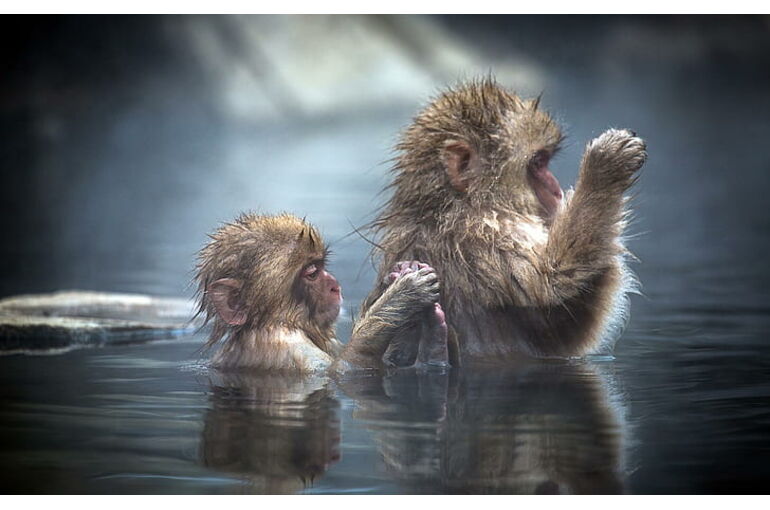 bathing-apes-wallpaper-preview